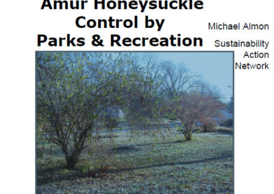 Amur Honeysuckle